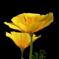 poppies