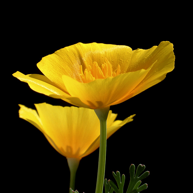 poppies