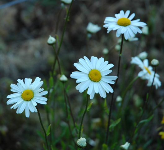 daisy.jpg