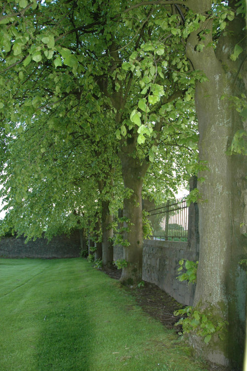 trees.jpg