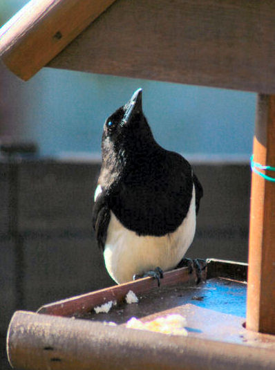 magpie1.jpg