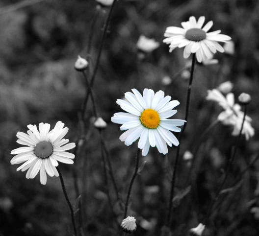 daisy2.jpg