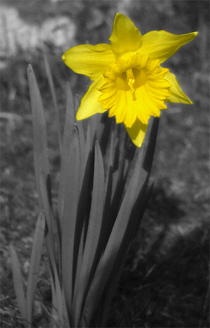 daffypic.jpg