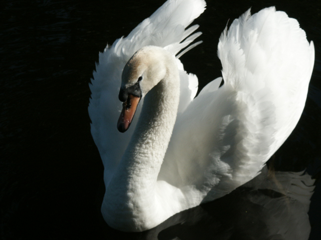 swan.jpg