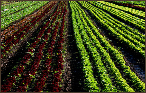 salad stripes