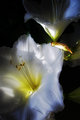 Flower4Zoe.jpg