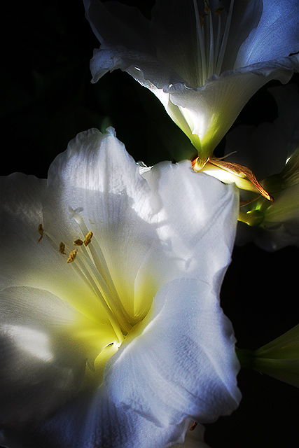 Flower4Zoe.jpg