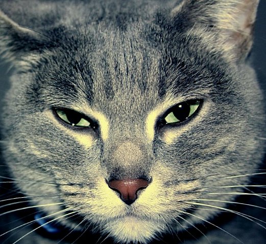 The Stink Eye
