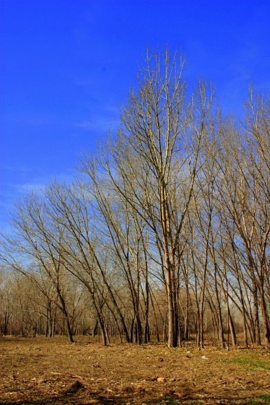 Trees, trees, and more trees