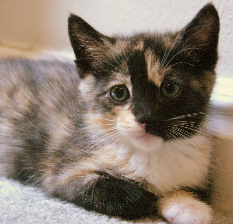 my new kitten
