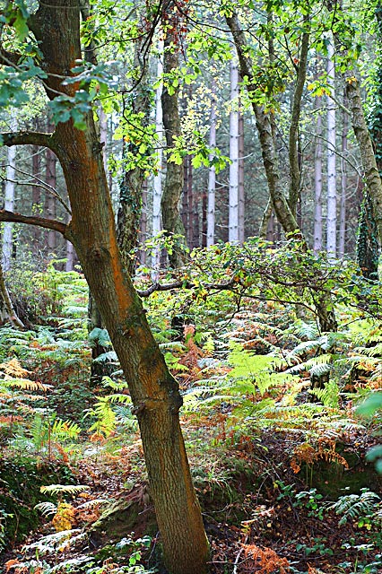 Autumn-1.jpg
