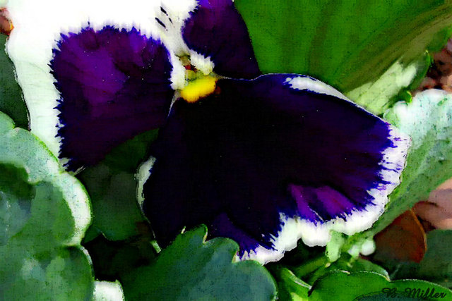 Purple Pansy