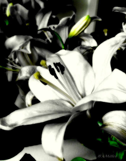 Lily