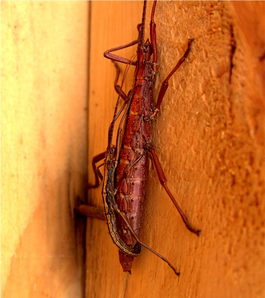 bugs.JPG