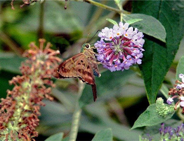 butterfly.JPG