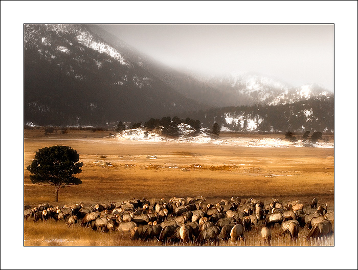 Rocky Mountain Meadow