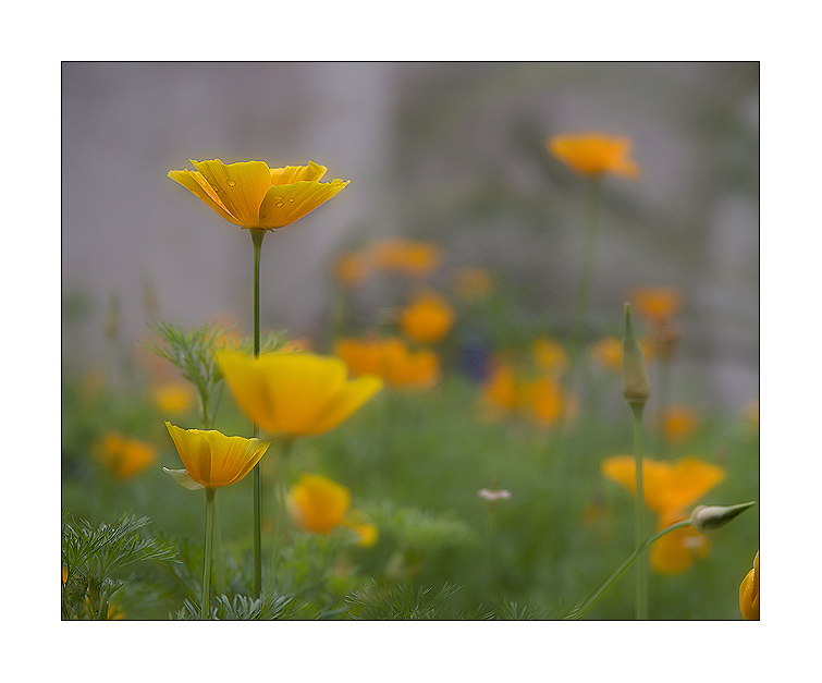 Fields of Gold