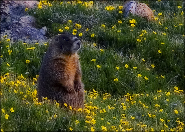 Rocky Mountain Marmot