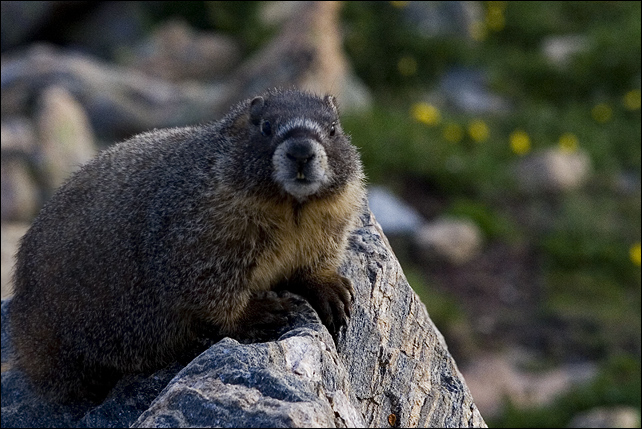 Rocky Mountain Marmot 2
