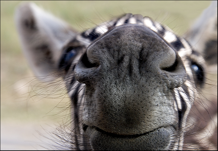 Zebra Kisses