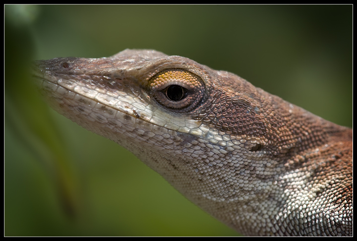 Lizard Love :)