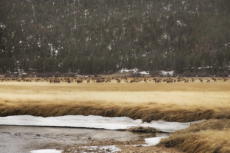 Valley of Elk