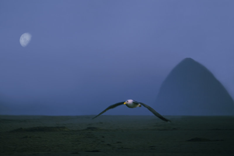 Gull Attack