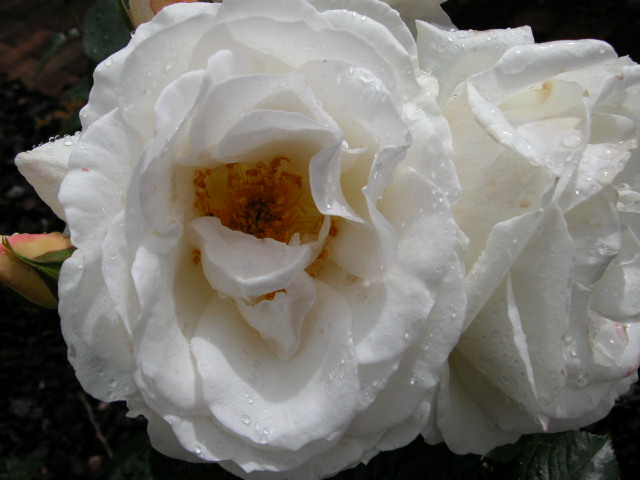 Roses & Rain (colour version)