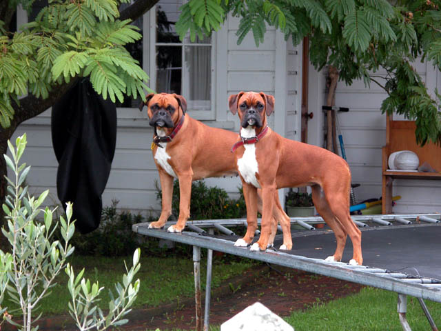 Come Play With Us