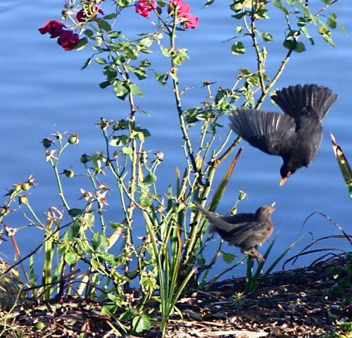 Bird Fight