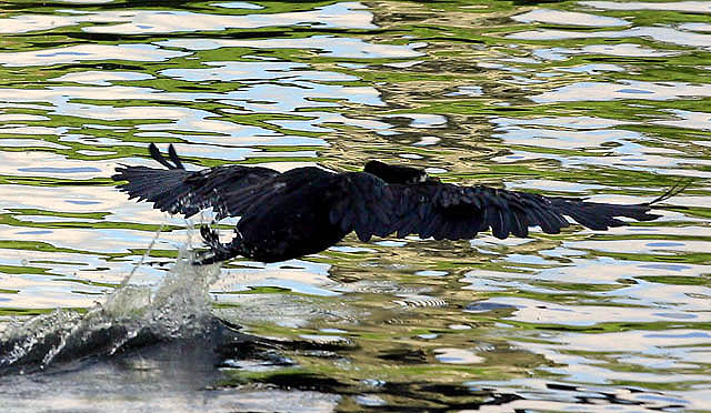 Wingspan