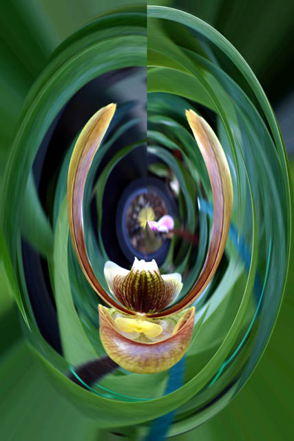 Polarized Orchid