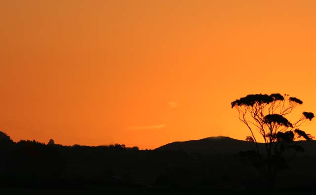 Skyline Trees