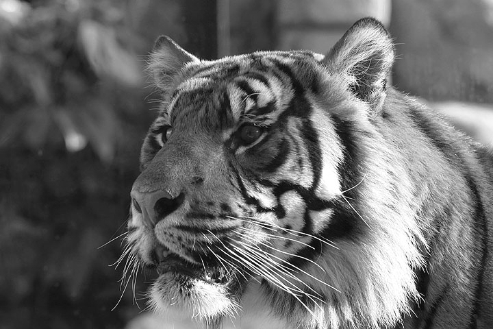 Big Cat