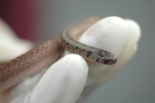 snake