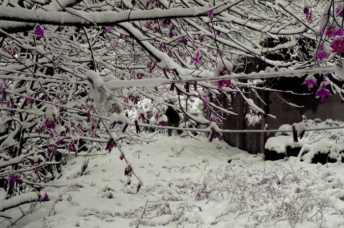 snow&leaves