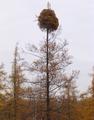 toundra-tree.jpg