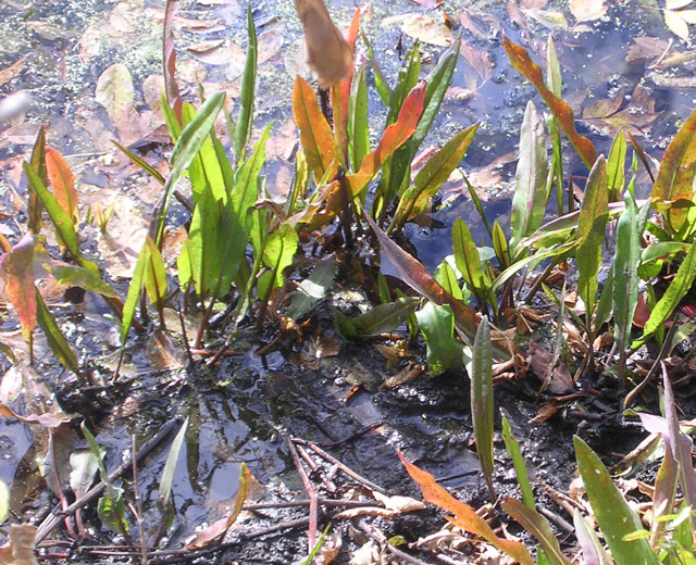 mud-lake-treasures.jpg