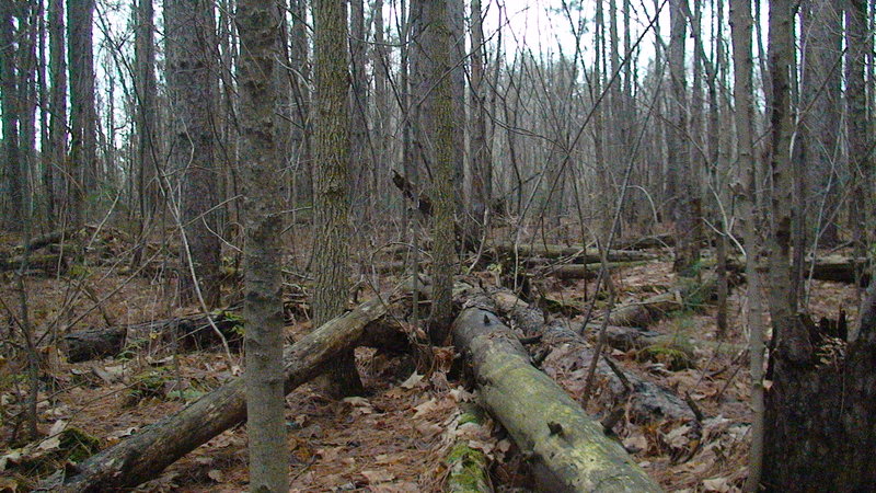 DSC08694