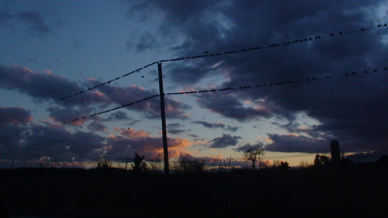 Birds on wire