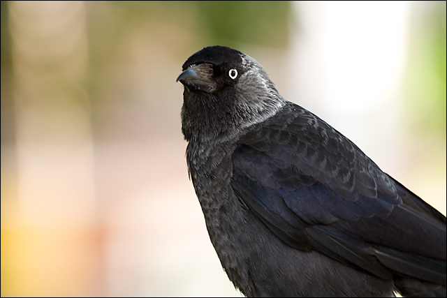 Bird in Münster 2