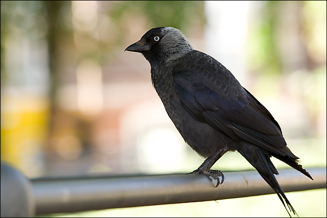Bird in Münster 1