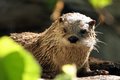North American River Otter