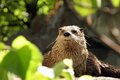 North American River Otter