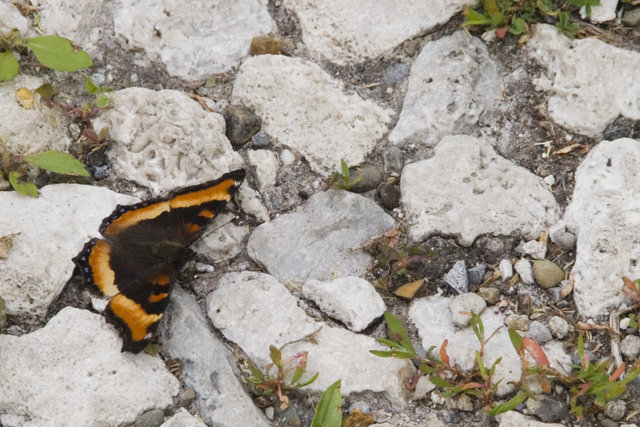 Resting on the Rocky Road