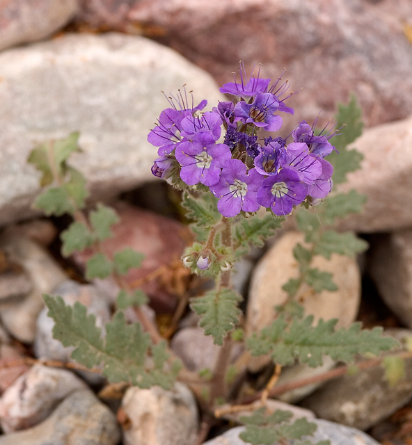 Notchleaf Phacelia