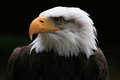 Bald Eagle 2