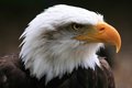 Bald Eagle 3