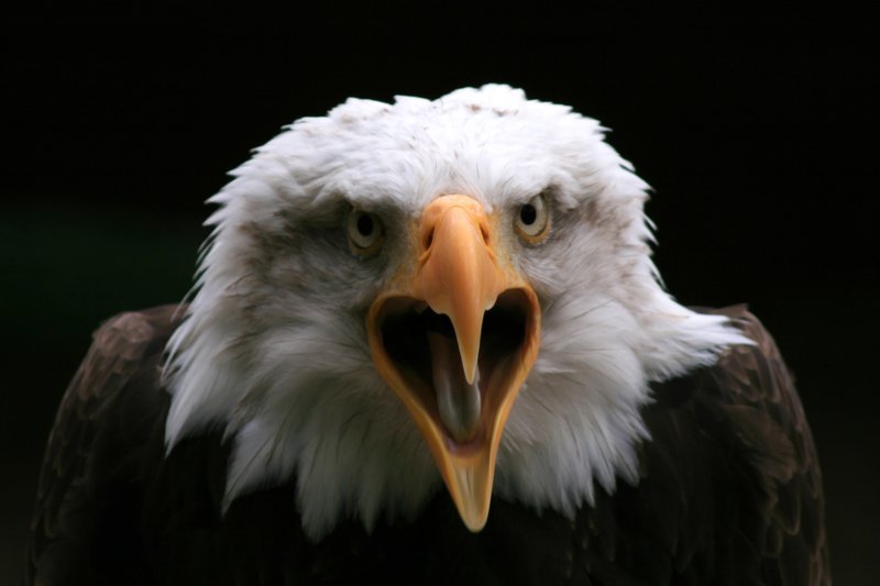 Bald Eagle 1
