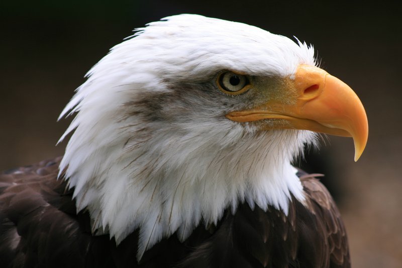 Bald Eagle 3